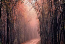 都灵战胜博洛尼亚，暂时止住颓势