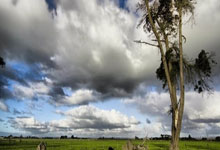 步行者队球迷会组织线上活动